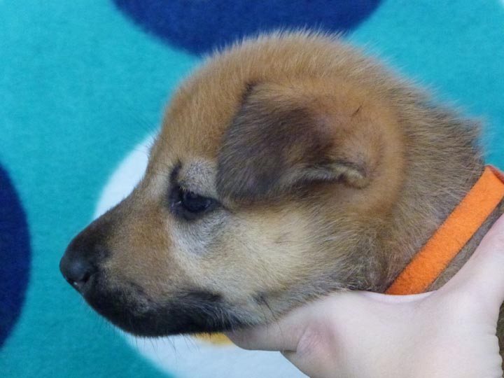 chinook puppy